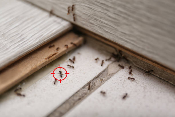 Best Cockroach Control Services  in Paducah, KY