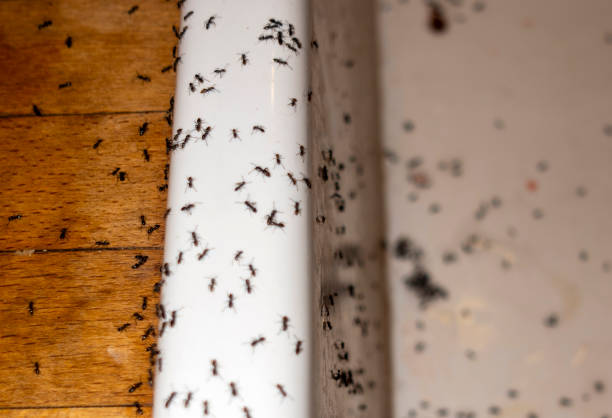 Best Best Pest Control Companies  in Paducah, KY