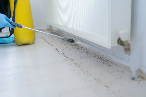 Best Affordable Pest Control Services  in Paducah, KY